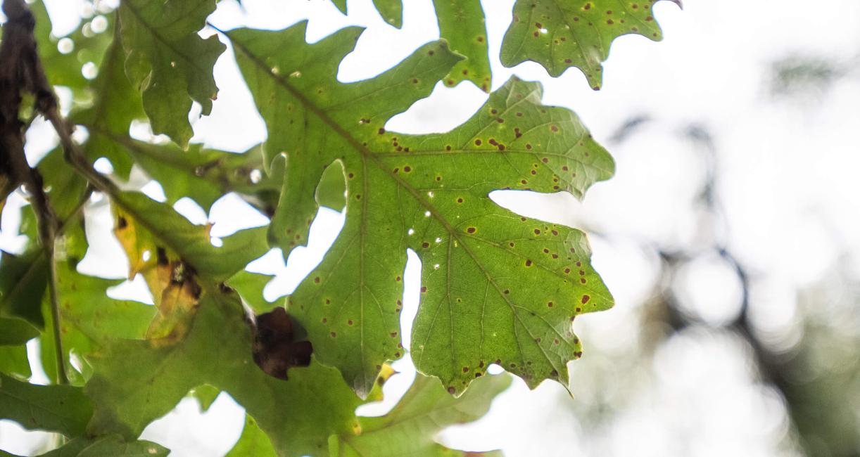 Tree leaves