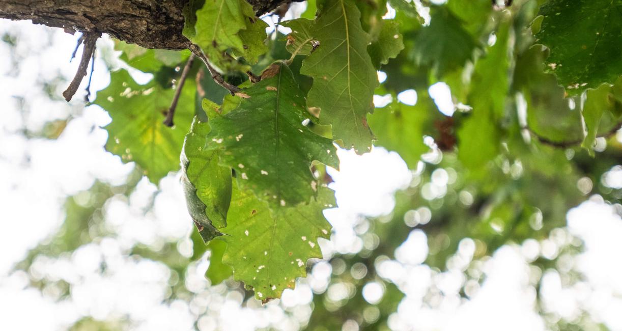 Tree leaves