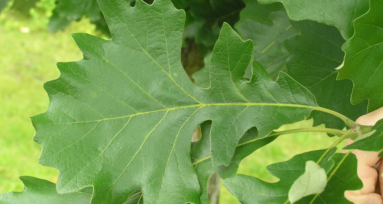 Tree leaves