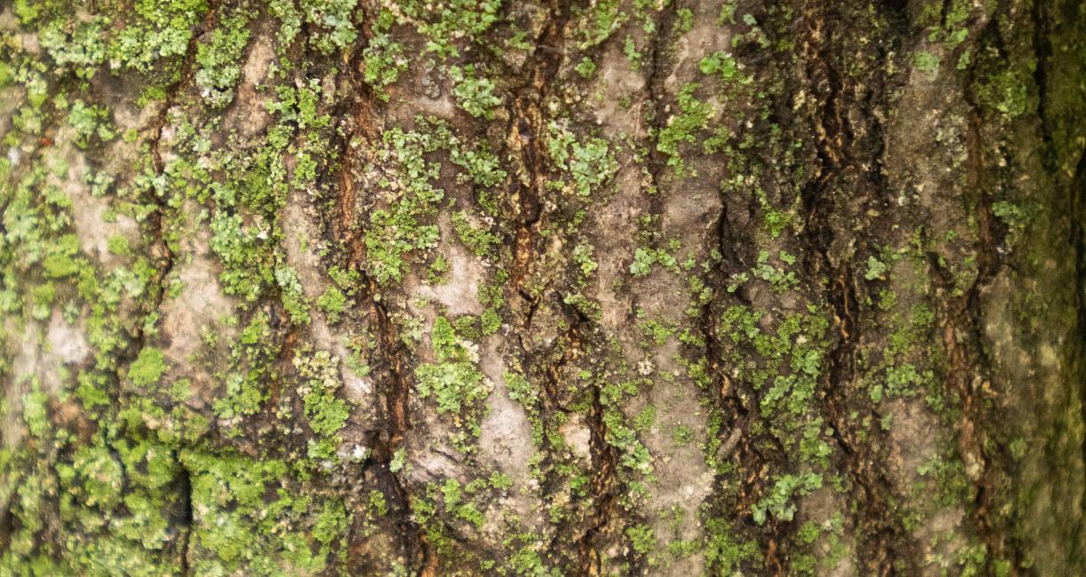 Tree bark
