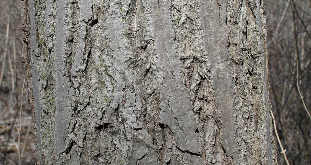 Tree bark