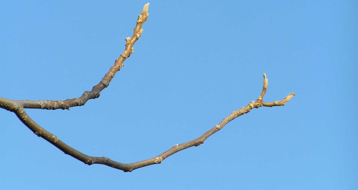 Tree branch