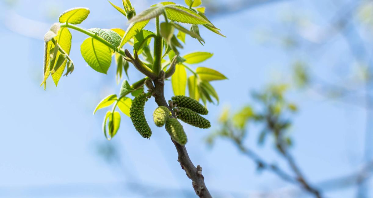 Tree bud