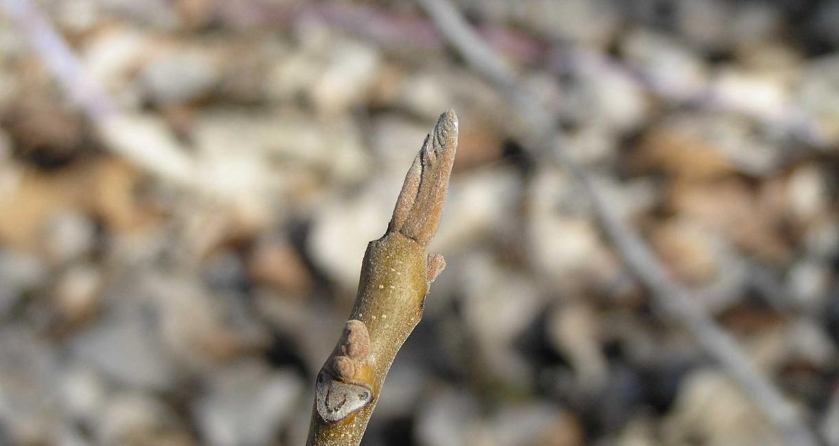 Tree bud