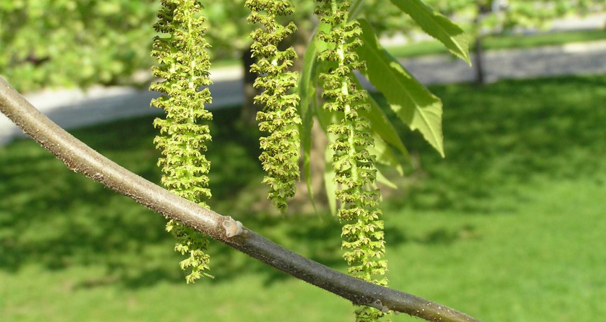 Tree flower