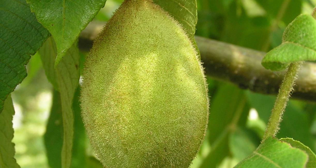 Tree fruit