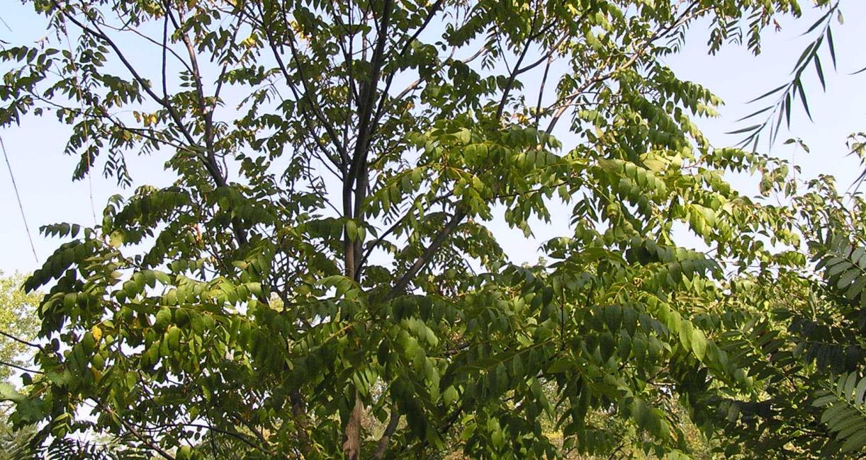 Tree habitat