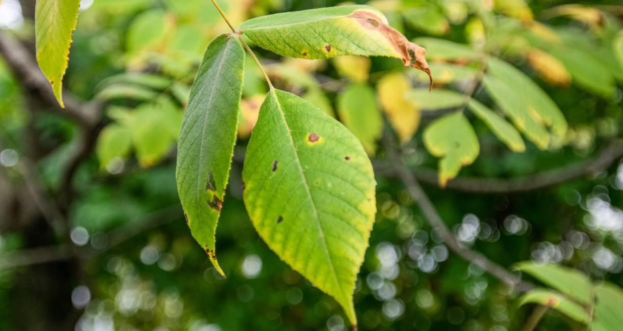 Tree leaves