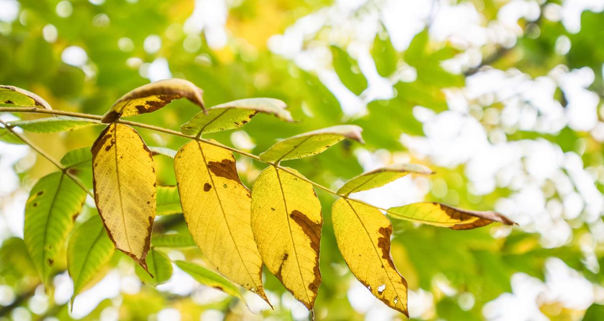 Tree leaves in fall