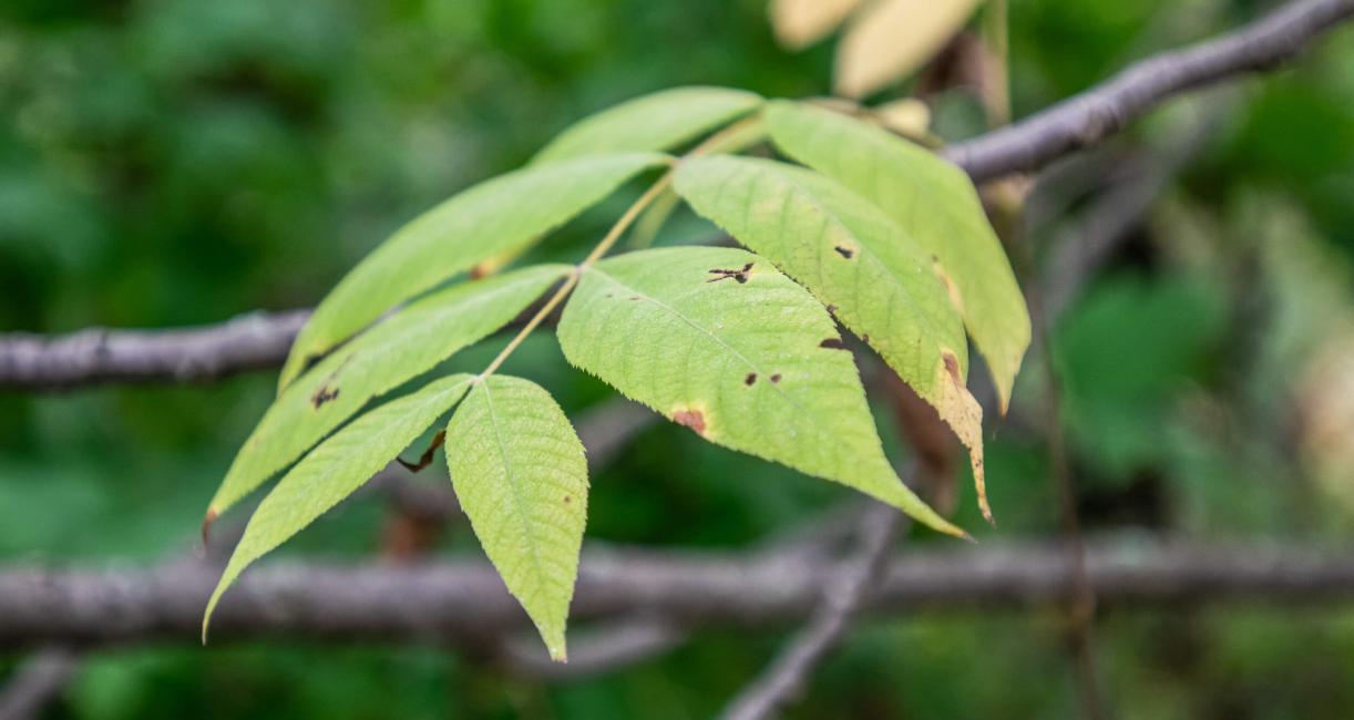 Tree leaves
