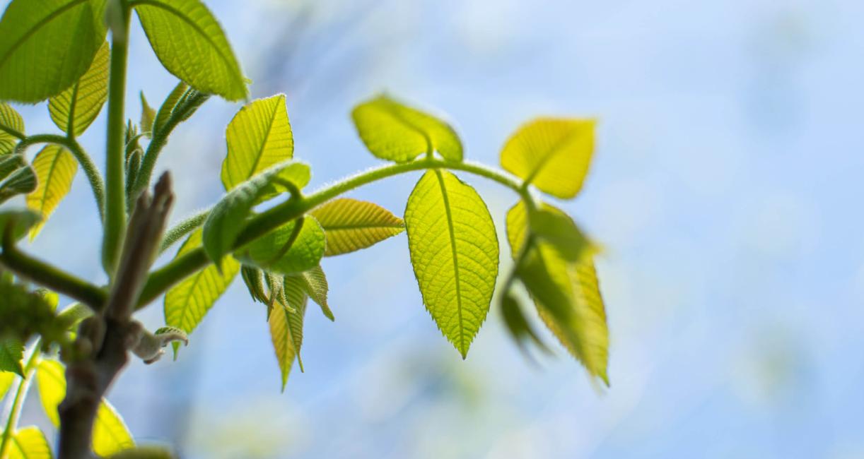 Tree leaves in spring