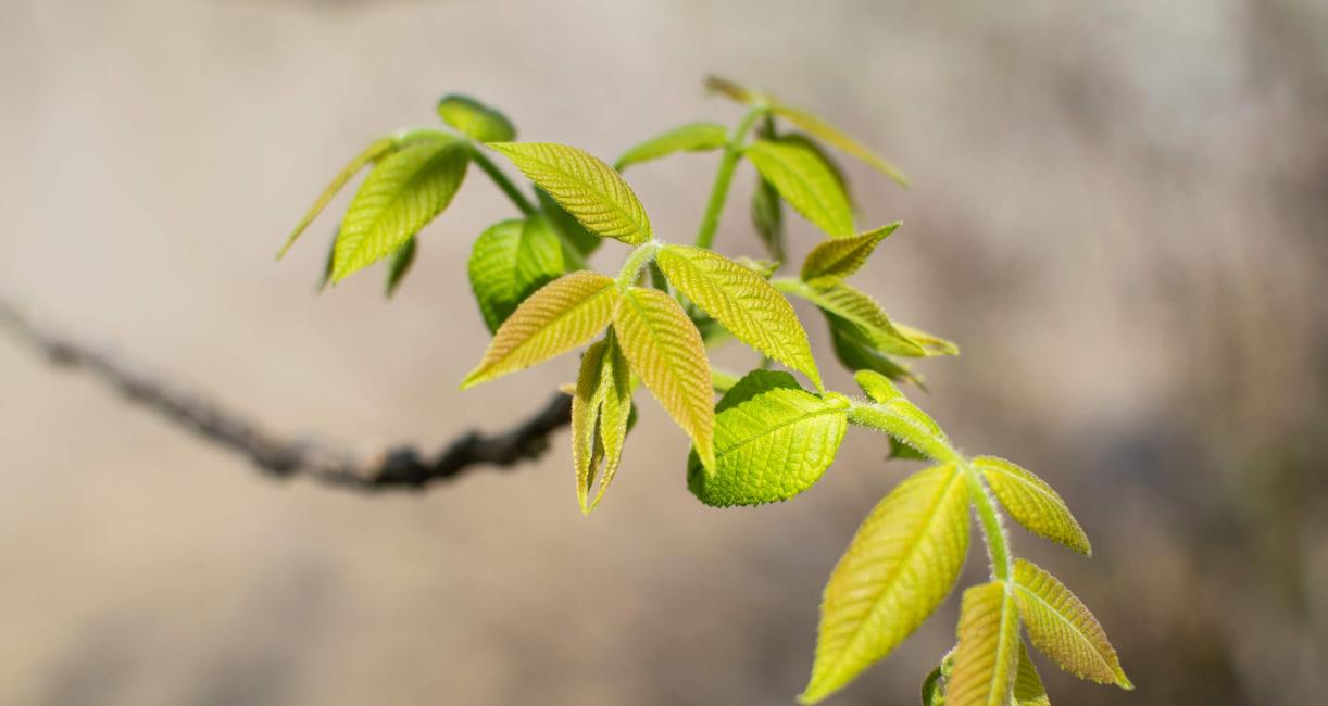 Tree leaves
