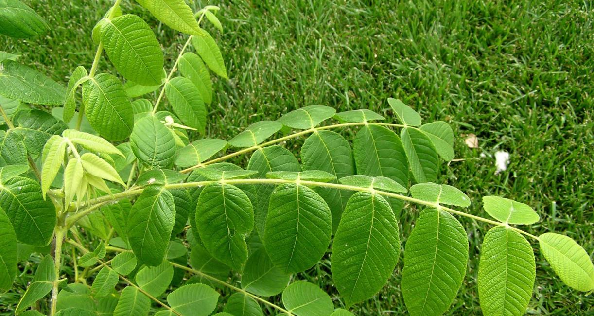 Tree leaves
