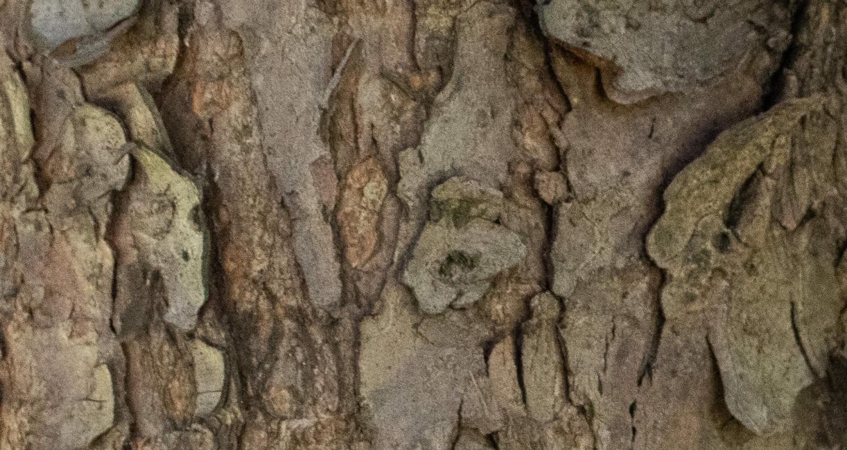 Tree bark