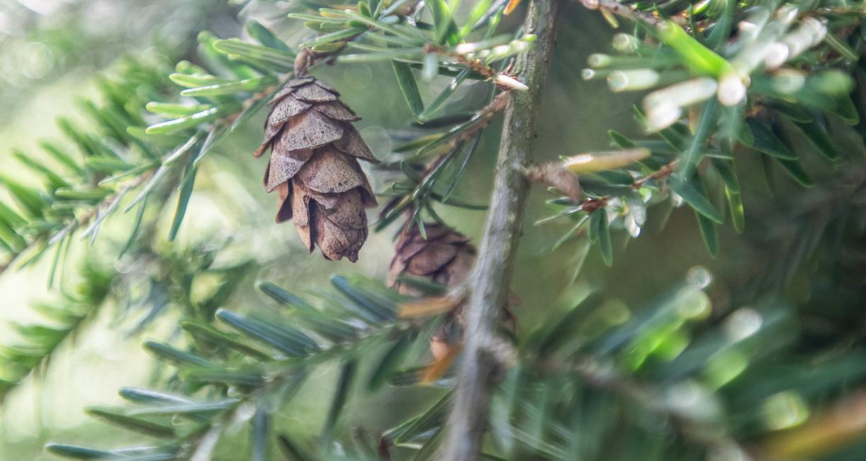 Tree fruit
