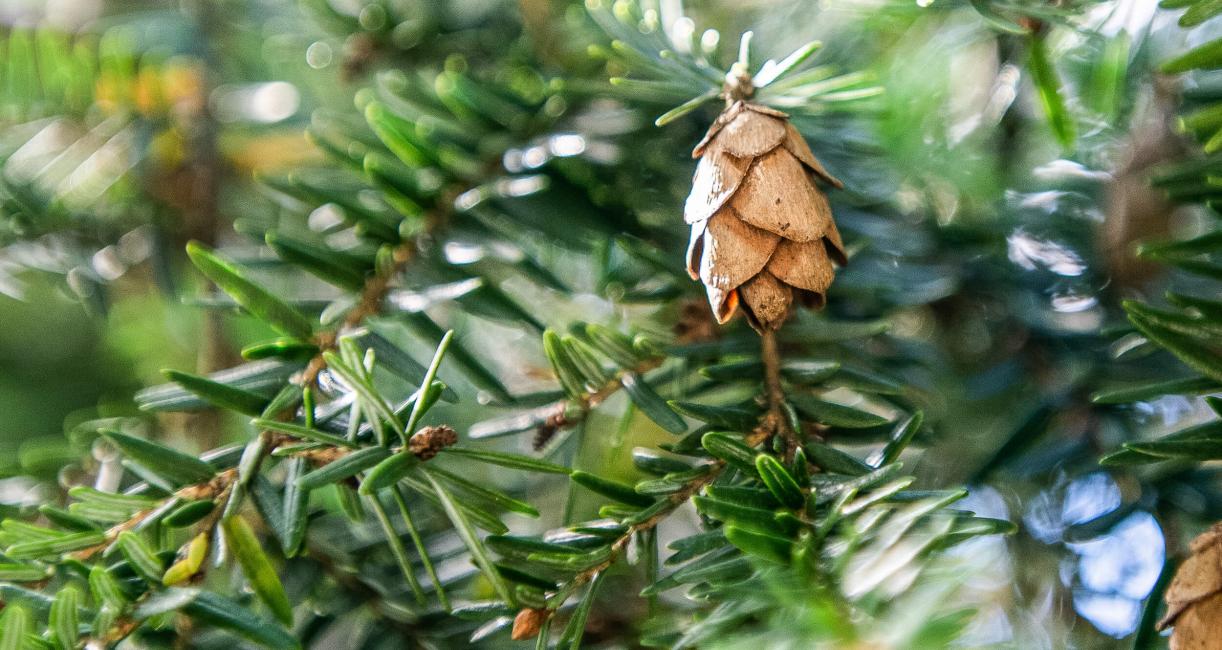 Tree fruit
