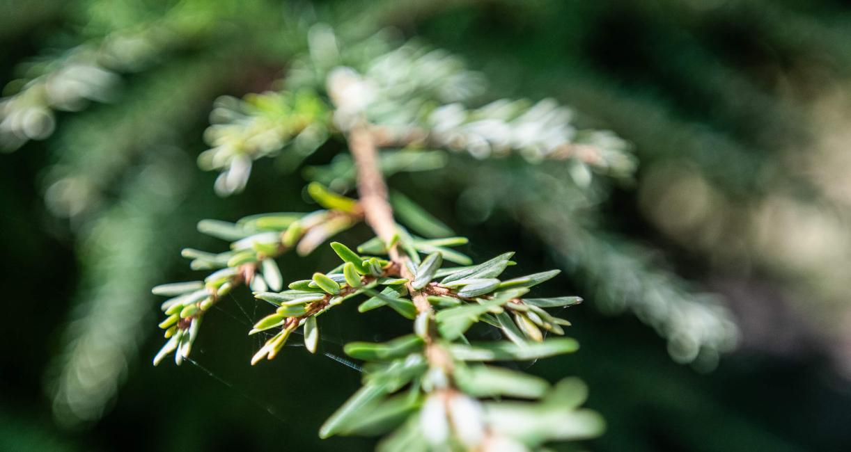 Tree leaves