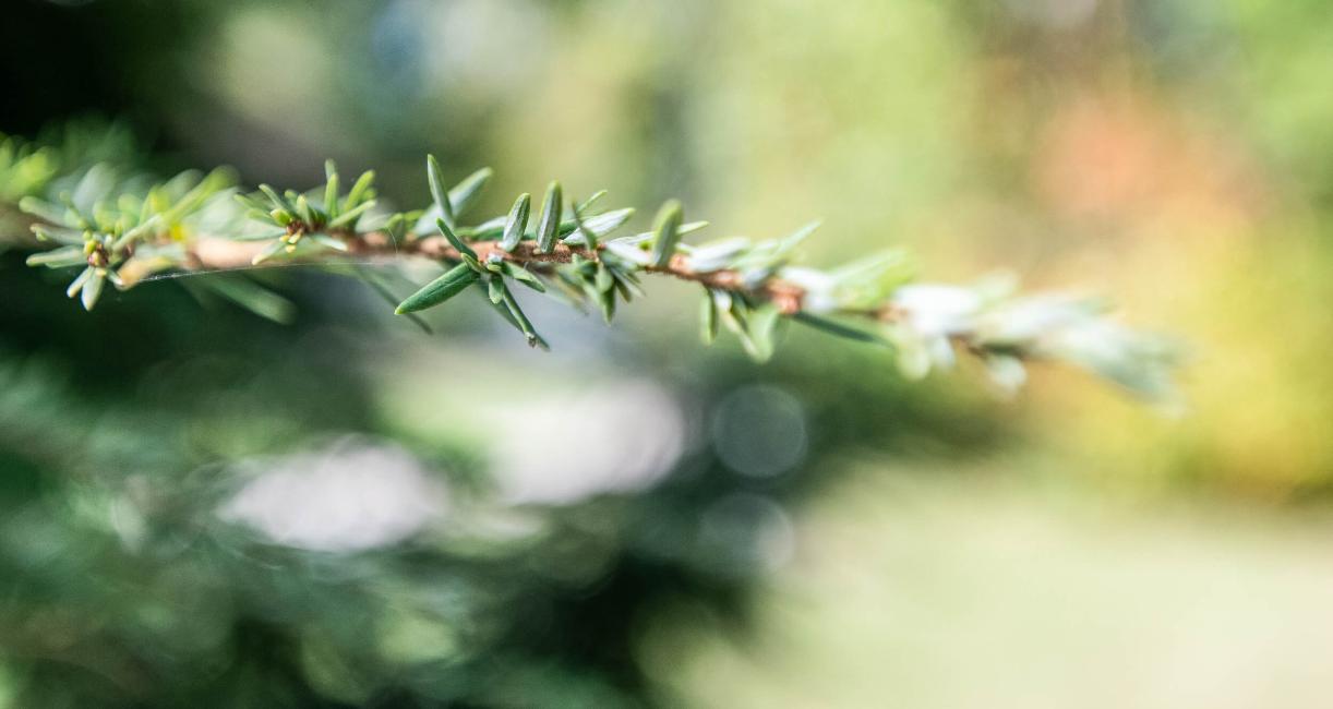 Tree leaves