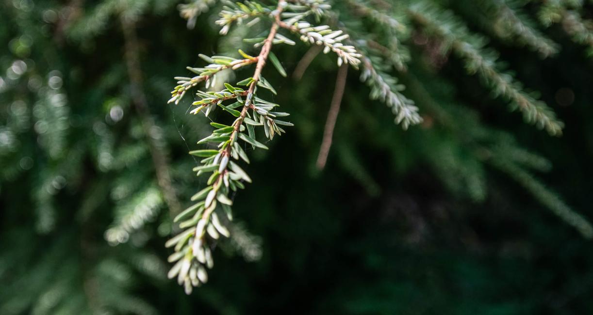 Tree leaves
