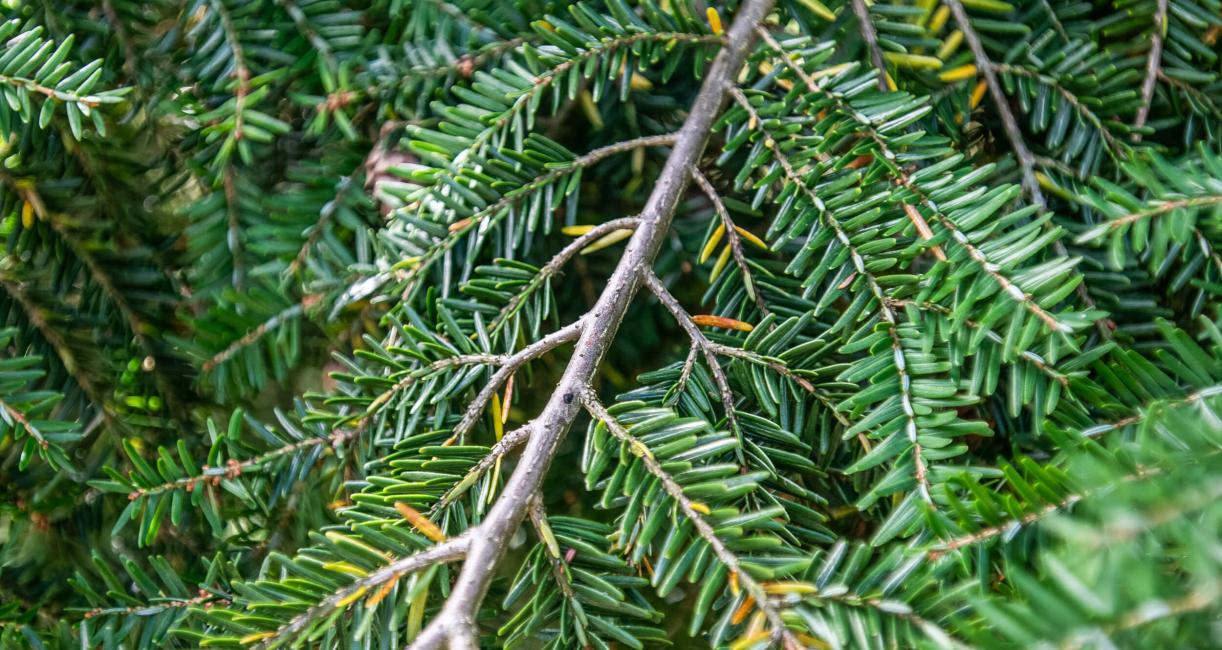 Tree leaves
