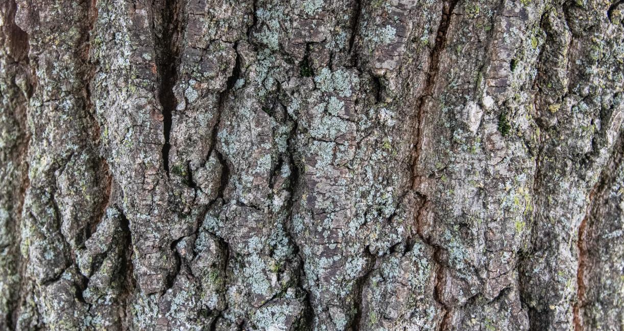 Tree bark