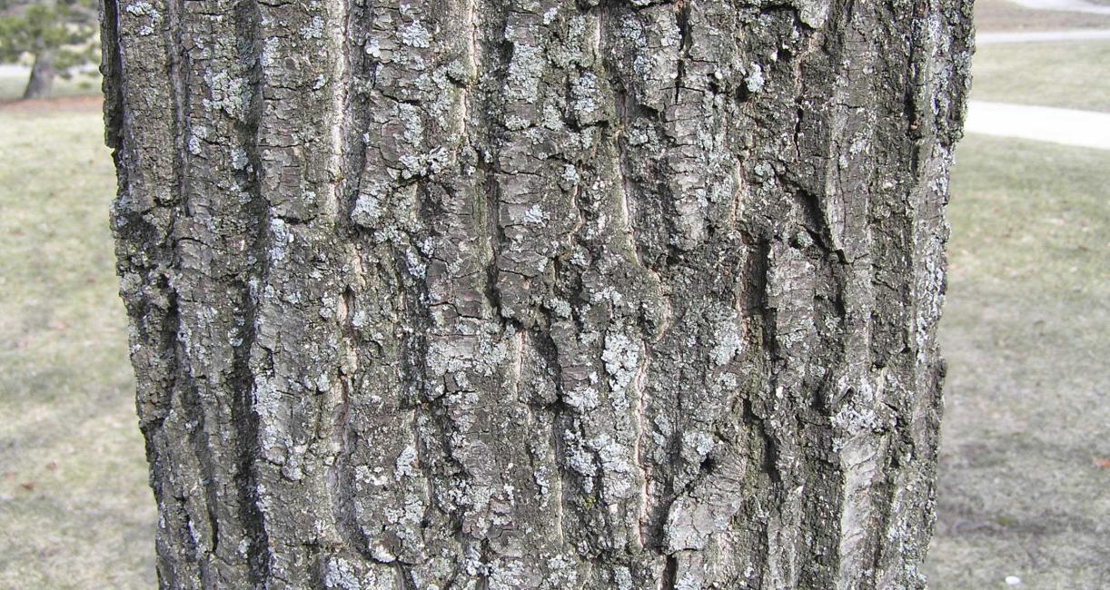 Tree bark