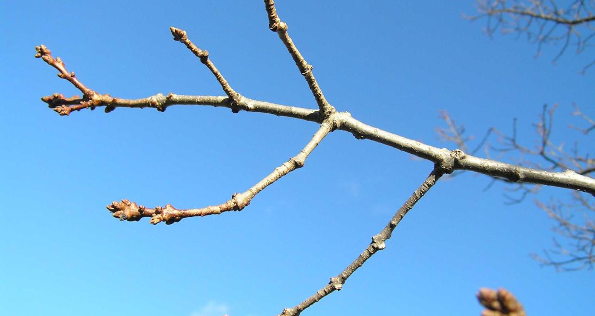 Tree branch