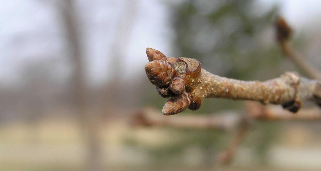 Tree bud