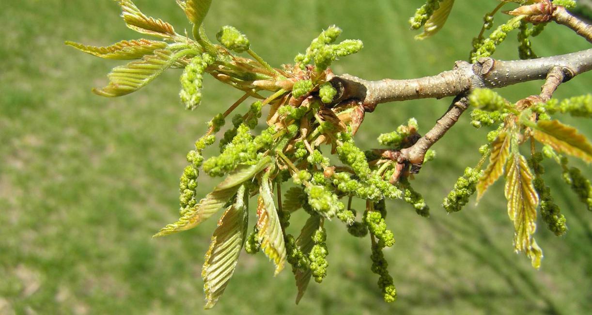 Tree flower