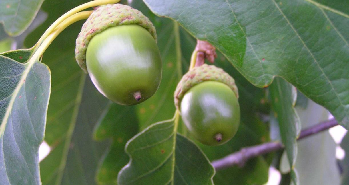 Tree fruit