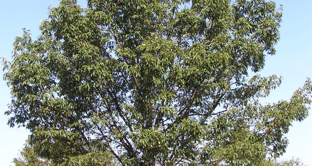 Tree habit