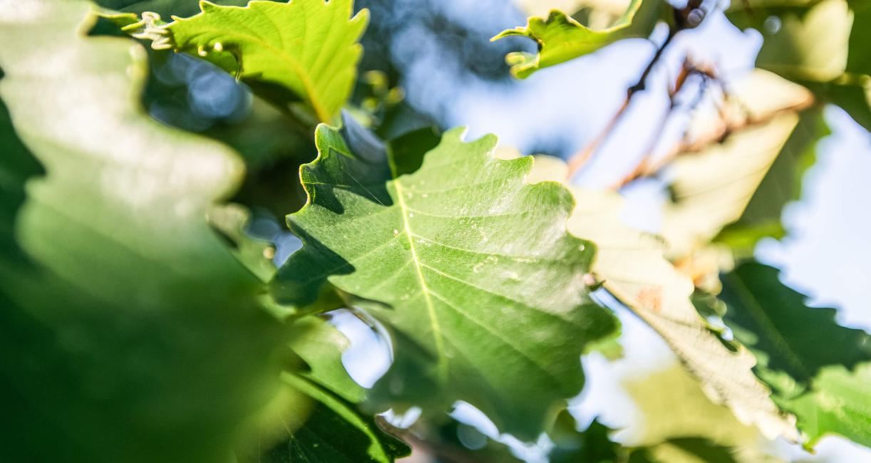 Tree leaves
