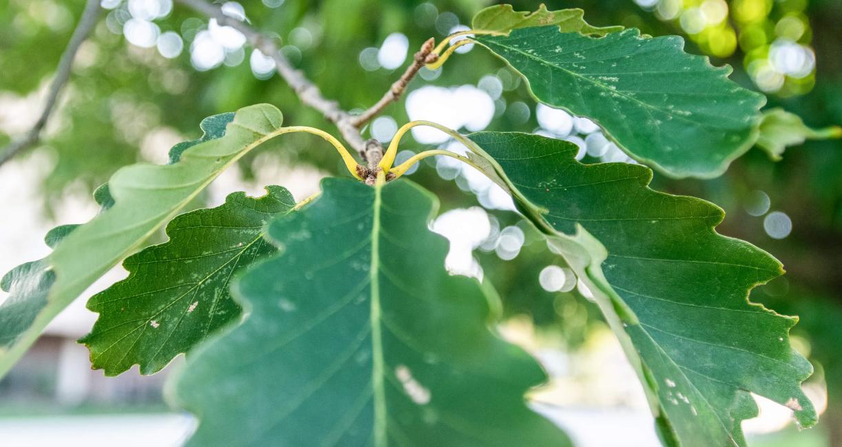 Tree leaves