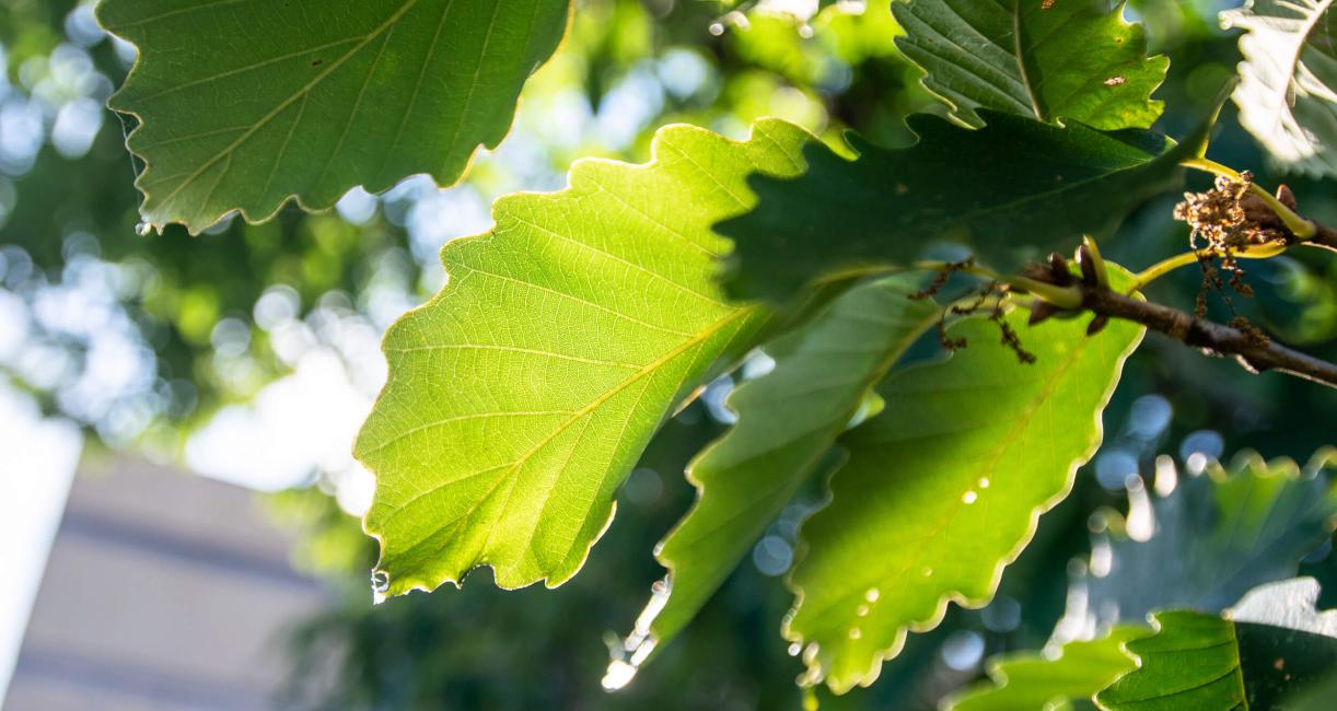 Tree leaves