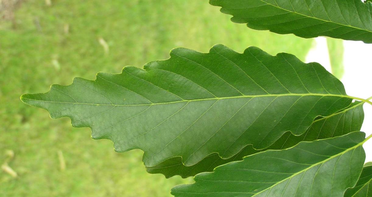 Tree leaves