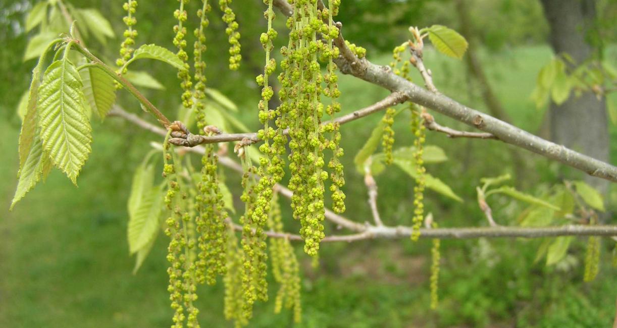 Tree flower