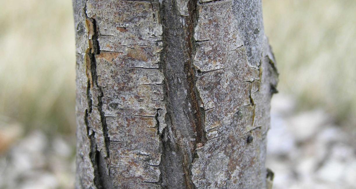 Tree bark
