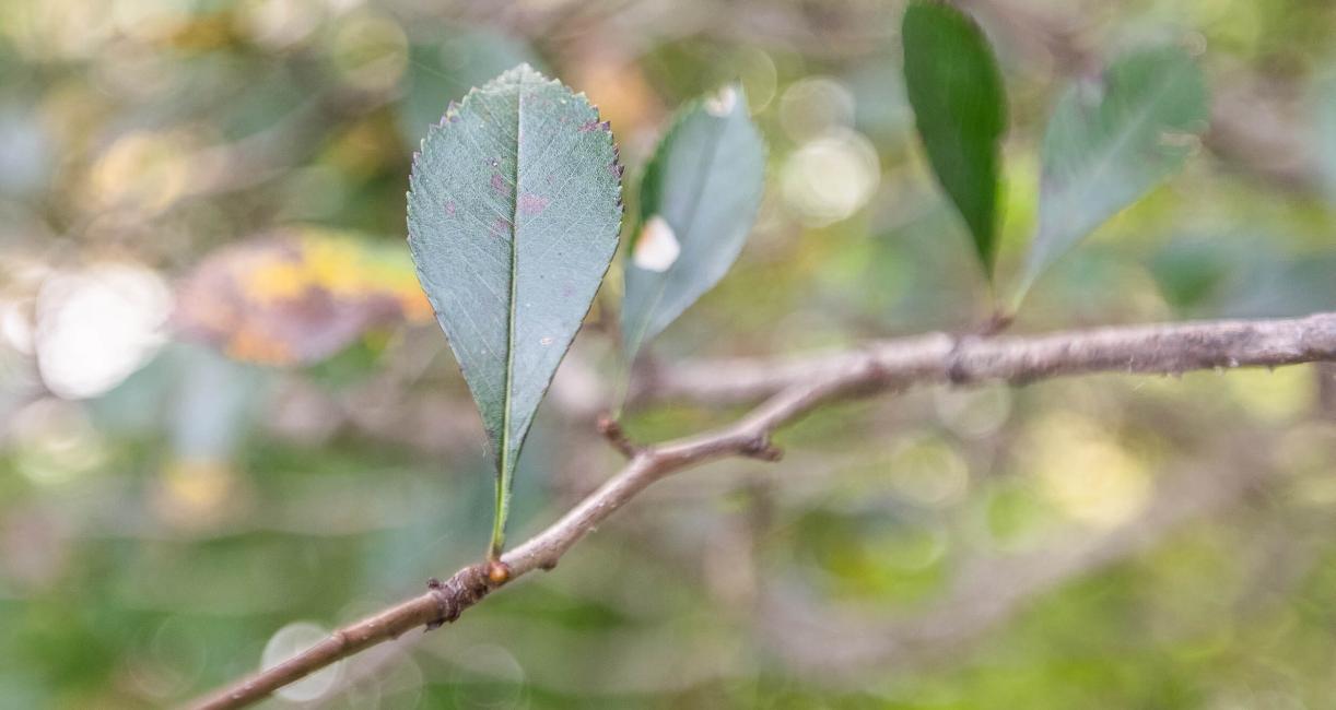 Tree branch