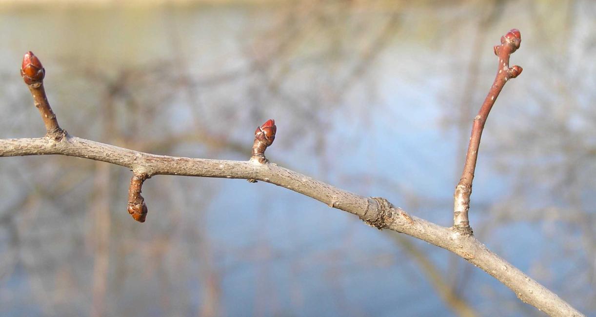 Tree branch