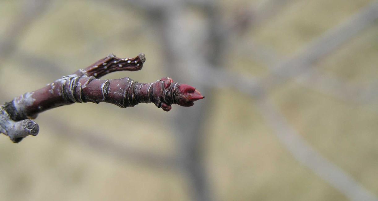 Tree bud