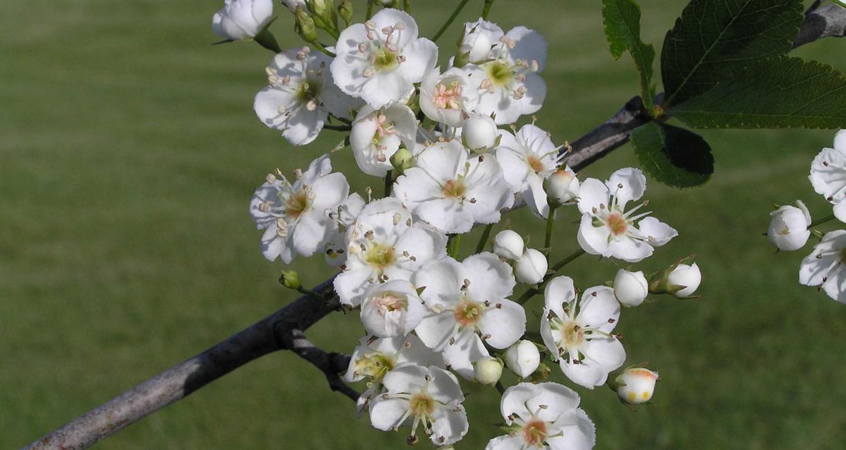 Tree flower