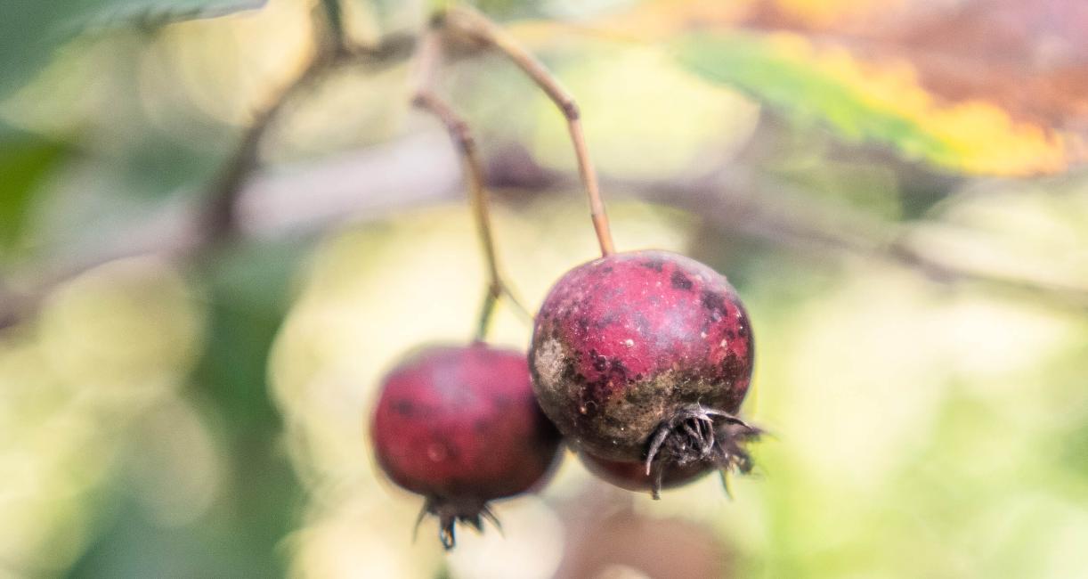 Tree fruit