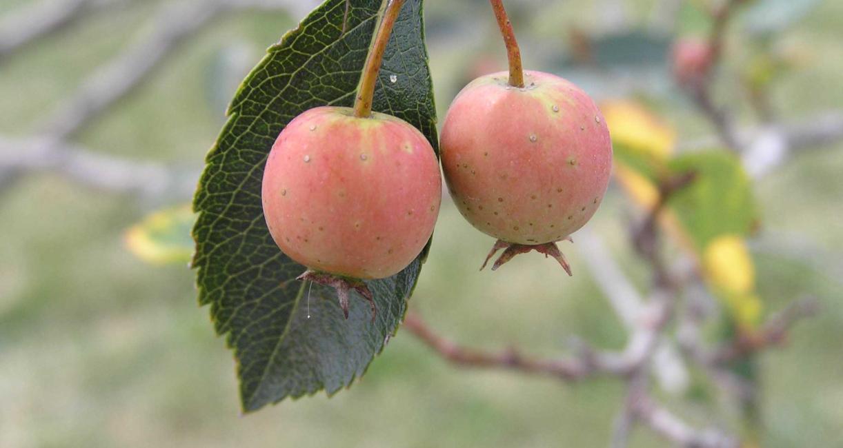 Tree fruit