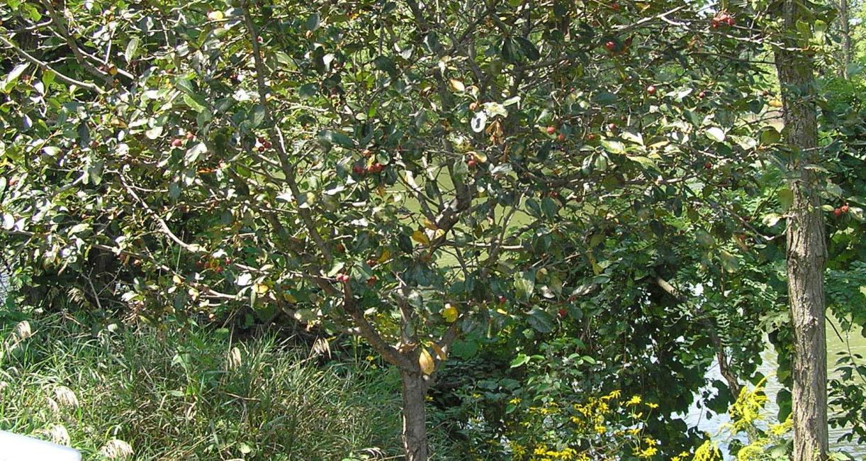 Tree habit