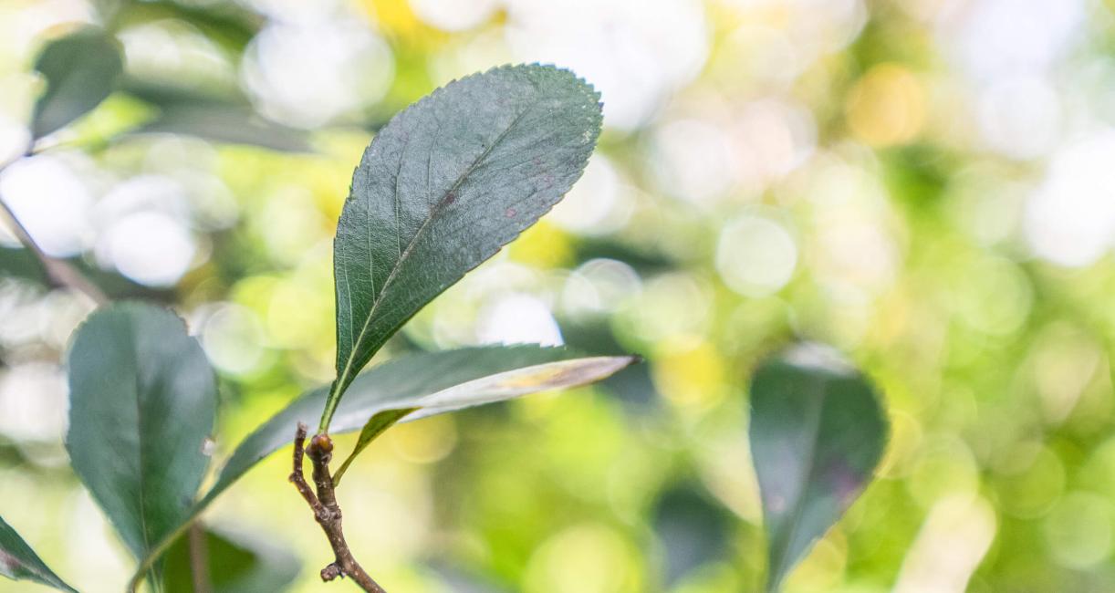 Tree leaves