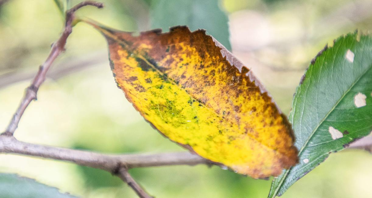 Tree leaves