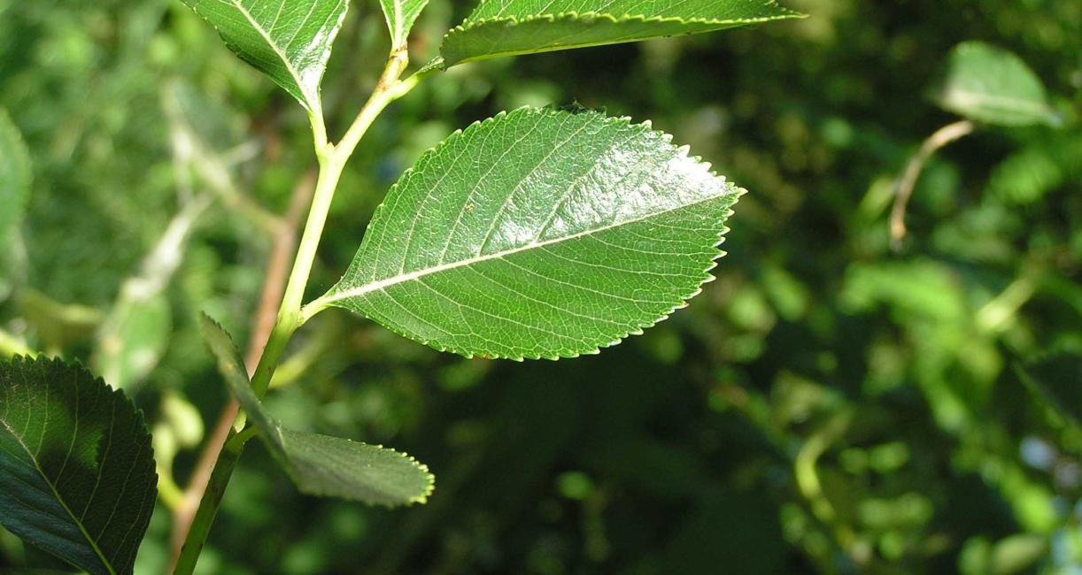 Tree leaves