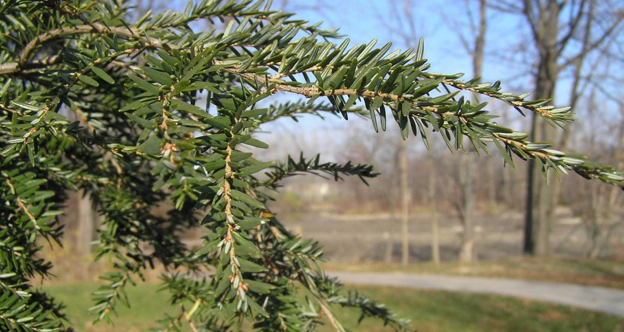 Tree branch