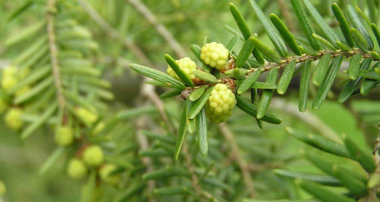 Tree flower