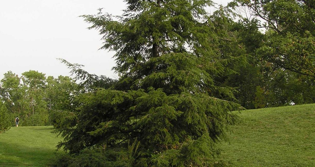 Tree habit